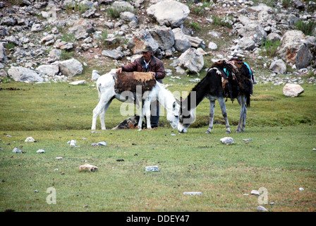 Un uomo caricando i suoi asini al fann montagne del Tagikistan Foto Stock