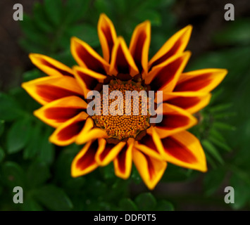 Fiore del Tesoro (Gazania rigens Alba Red Stripe), vivaci fioriture dei fiori Foto Stock