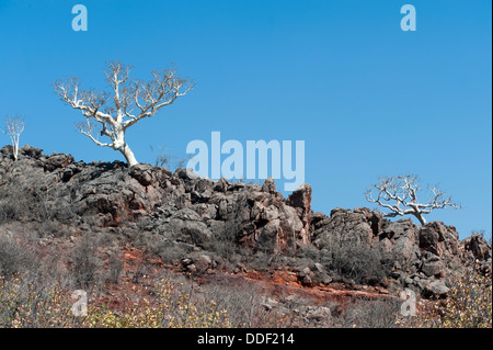 Albero sfrondato con corteccia argenteo che cresce su un costone roccioso, silhouette contro il cielo, regione di Kunene, Namibia Foto Stock