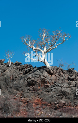 Albero sfrondato con corteccia argenteo che cresce su un costone roccioso, silhouette contro il cielo, regione di Kunene, Namibia Foto Stock