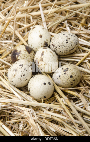 Alcune uova di quaglia si trovano nella paglia Foto Stock