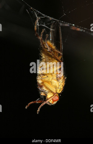 Giallo dorato o sterco Fly (Scatophaga stercoraria) catturati appesi a una ragnatela Foto Stock