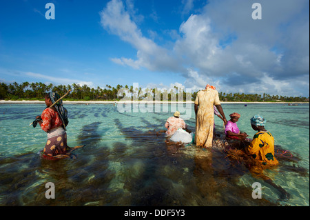 Tanzania, isola di Zanzibar, Unguja, alga raccolta a uno degli allevamenti di subacquea, Jambiani Foto Stock