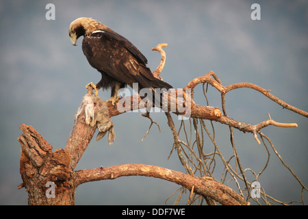 Spanish Imperial Eagle (Aquila adalberti) sul ramo di albero con coniglio preda. Foto Stock