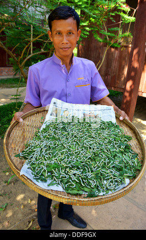 Bachi da seta, bachi da seta, seta Khmer villaggio a Phnom Srok, Cambogia. Foto Stock