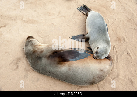 Close up di una femmina di Cape pelliccia sigillo (Arctocephalus pusillus) alimentare il suo cucciolo, Capo Croce colonia di foche, Namibia. Foto Stock