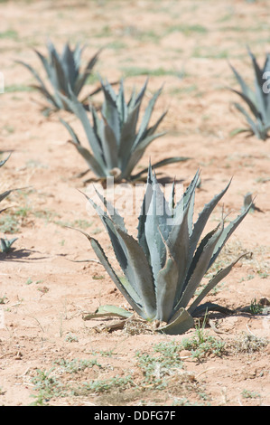 Pianta di agave trame di prova nel campo Maricopa Arizona Foto Stock