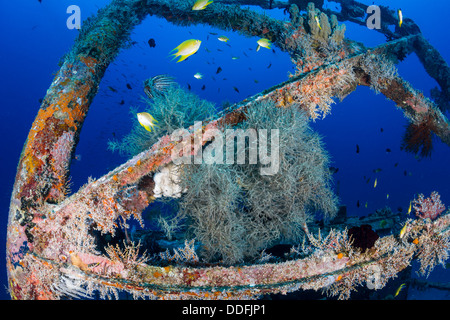 Pesci tropicali nuotare intorno a un corallo-incrostati di naufragio Foto Stock