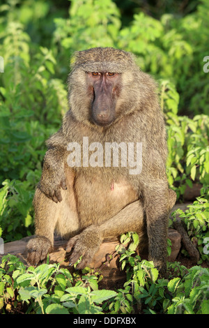 Olive Baboon papio anubis Foto Stock