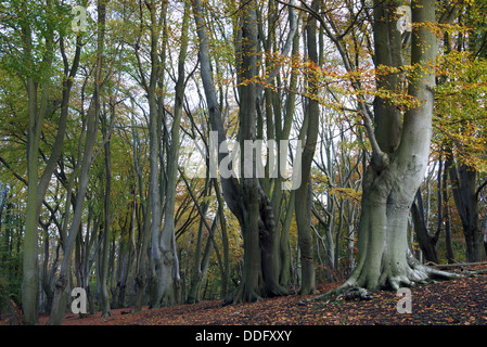 Faggi in autunno, alla Foresta di Epping Epping, Essex, Regno Unito Foto Stock