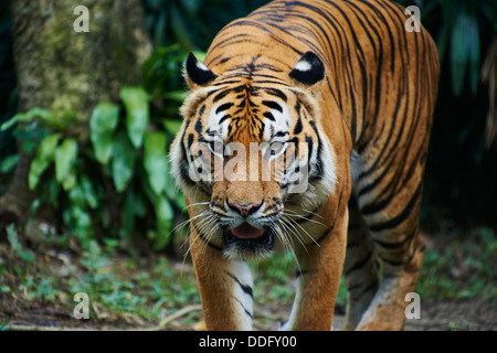 Malaysia, Selangor stato, Kuala Lumpur tiger a Negara Zoo Foto Stock