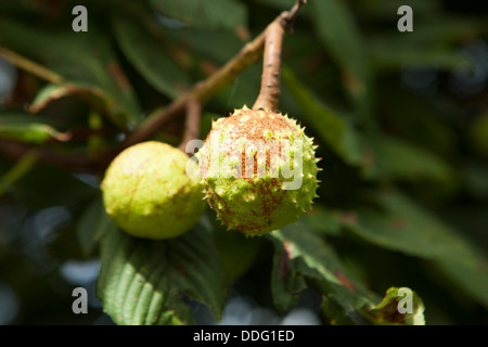 Aesculus hippocastanum, ippocastano che cresce su un albero vicino Margaretting, Essex. Foto Stock