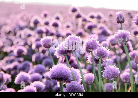 Onion area campo vicino Arsdale su Bornholm, Danimarca Foto Stock