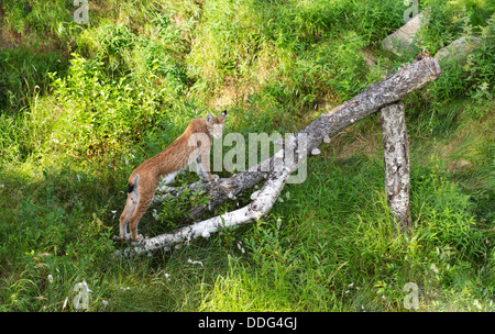 Ritratto di lince euroasiatica in piedi in erba sul registro di betulla nel pomeriggio di sole Foto Stock