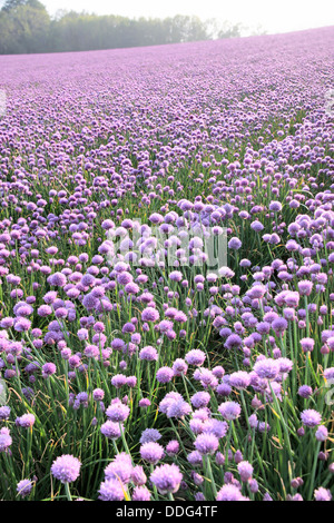 Fioritura di cipolla area campo vicino Arsdale su Bornholm, Danimarca Foto Stock