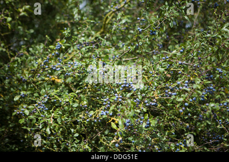 Prunus spinosa, prugnolo o prugnoli cresce in settembre nei pressi di Margaretting, Essex. Foto Stock