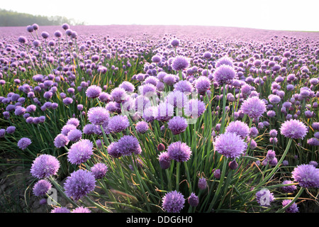 Fioritura di cipolla area campo vicino Arsdale su Bornholm, Danimarca Foto Stock