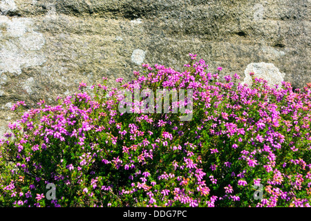 Parco Nazionale di Peak District, Derbyshire, Heather con fiori viola crescente contro gritstone rock Foto Stock