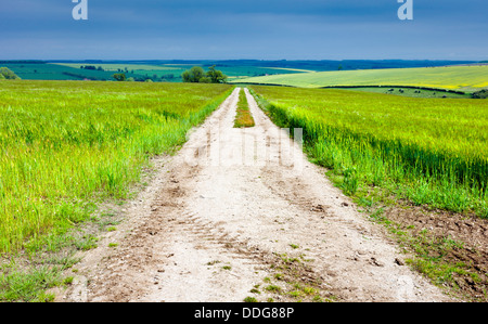 Campi di orzo, Yorkshire Wolds, vicino a Beverley, Yorkshire, Regno Unito. Foto Stock