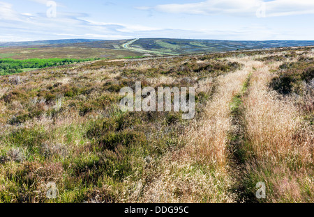 Heather in Bloom, Goathland, nello Yorkshire, Regno Unito. Foto Stock