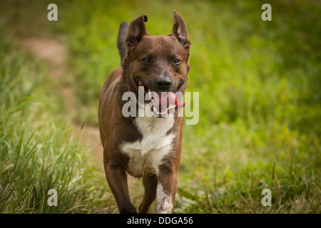 Marrone e bianco cane che corre attraverso l'erba Foto Stock