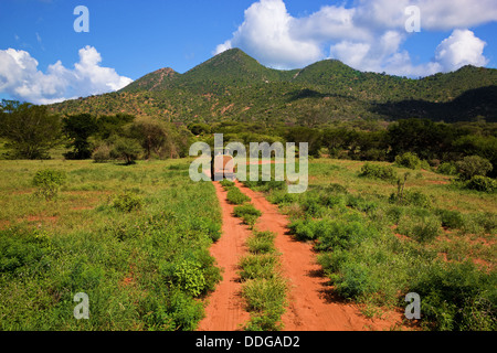 Guida lungo una strada sterrata attraverso il Tsavo West National Park, Kenya, Africa su safari Foto Stock