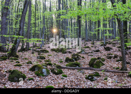 Forest in presenza di luce solare, Halland, Svezia Foto Stock