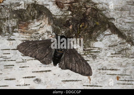 Pepati tarma Birkenspanner, Birken-Spanner, Biston betularia f. carbonaria, Biston betularius, Amphidasis betularia, GEOMETRI Foto Stock