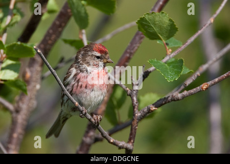 Redpoll comune, maschio, Birkenzeisig, Männchen, Birken-Zeisig, Zeisig, Carduelis flammea flammea, Acanthis flammea flammea Foto Stock