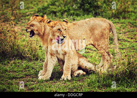 Piccoli cuccioli di leone a giocare nel parco nazionale del Serengeti, Tanzania Africa - fauna africana Foto Stock
