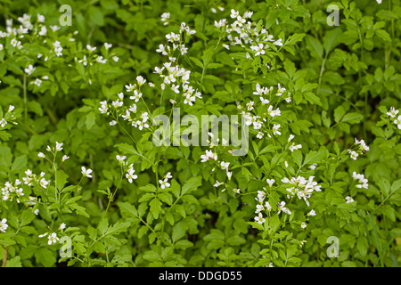 Grande amaro-crescione, Grandi Bittercress, Bitteres Schaumkraut, Bitter-Schaumkraut, Bitterkresse, Wildkresse, Cardamine amara Foto Stock