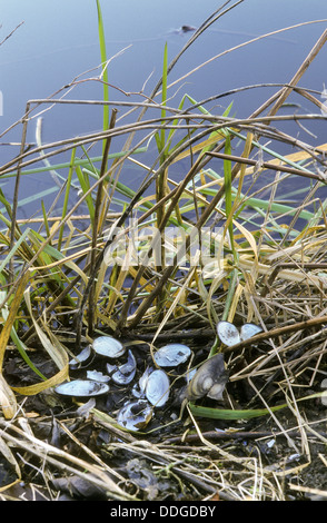 Topo muschiato, nutrizionali traccia, Bisam, Bisamratte, Bisam-Ratte, Fraßspur, Muscheln, Ondatra zibethicus, Ondatra zibethica Foto Stock