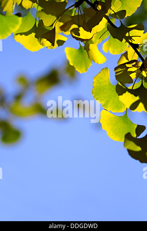 Il Ginkgo biloba foglie degli alberi Foto Stock