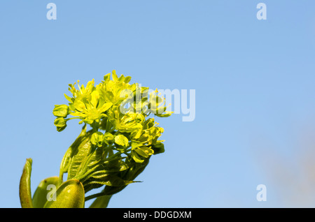Maple blossom al blue sky. Foto Stock