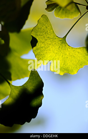 Il Ginkgo biloba foglie verdi Foto Stock