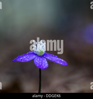 Comune di hepatica closeup con gocce di rugiada. Foto Stock