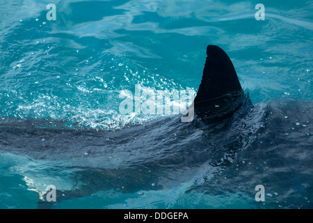 La pinna dorsale di un grande squalo bianco rompendo la superficie Foto Stock