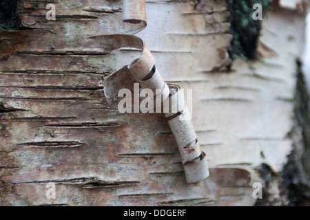 Europeo di betulla bianco, argento Betulla, corteccia, cotenna, Hänge-Birke, Sand-Birke, Birke, Hängebirke, Stamm, Rinde, Borke, Betula pendula Foto Stock