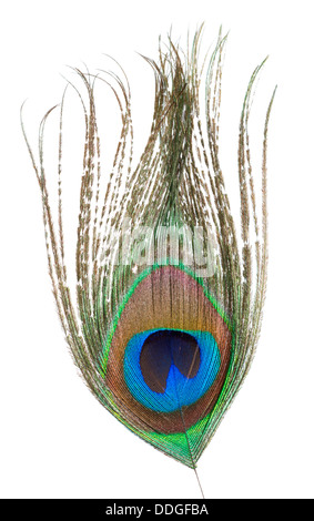Piuma del pavone Foto Stock