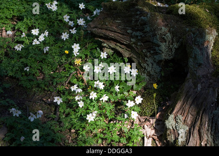 Anemone legno cresce in boschi di latifoglie in primavera Crieff Perthshire Scozia Scotland Foto Stock