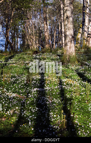 Anemone legno cresce in boschi di latifoglie in primavera Crieff Perthshire Scozia Scotland Foto Stock