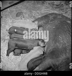 Presso il Tule Lake Relocation Center di Newell, California, i porcellini vengono curati nella fattoria dei maiali, riflettendo le attività quotidiane nel campo di internamento durante la seconda guerra mondiale Foto Stock