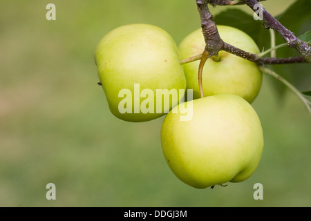 Malus domestica. Le mele che crescono in un frutteto in inglese. Foto Stock