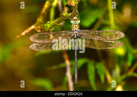 Enorme dragonfly appollaiato su un ramo di albero nella foresta pluviale di Panama Foto Stock