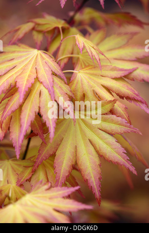 Foglie di acero; Regno Unito Foto Stock