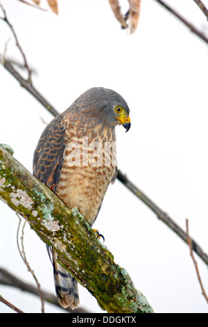 Strada Hawk (Buteo magnirostris) appollaiato su un ramo di albero guardando verso il basso Foto Stock