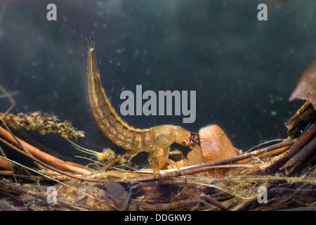 Larva; grande Diving Beetle; Dytiscus marginalis; acqua; Regno Unito Foto Stock