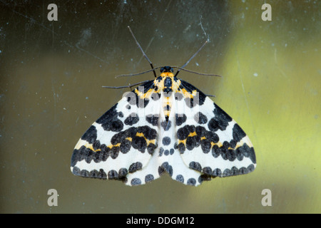 Gazza Moth; Abraxas grossulariata; Regno Unito Foto Stock