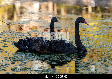 Due capretti giovani adulte cigni neri (Cygnus atratu), una coppia accoppiata con il becco rosso e increspato le piume di nuoto nel laghetto. Foto Stock