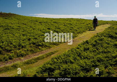 Un escursionista gode della vista circondata da felci verdi Foto Stock